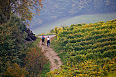 Wandern, Weinberge im Sulztal, Südsteirische Weinstraße