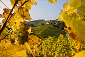 Vineyards in Sulztal, south styrian vine route