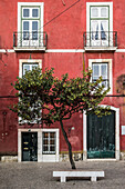 Little tree at a stone bench in front of a red house, Sao Tome, Sao Tome and Príncipe, Africa