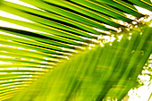 Palmenblätter, Sao Tome, Sao Tome und Príncipe, Afrika