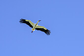 White stork flying, Ciconia ciconia, Upper Bavaria, Bavaria, Germany