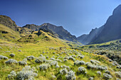 Valley with multicolored gras and bush, Rhino Peak, Garden Castle, Mzimkhulu Wilderness Area, Drakensberg, uKhahlamba-Drakensberg Park, UNESCO World Heritage Site Maloti-Drakensberg-Park, KwaZulu-Natal, South Africa
