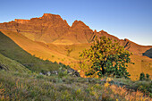 Protea vor Champagne Castle, Cathkin Peak und Sterkhorn bei Alpenglühen, Monks Cowl, Mdedelelo Wilderness Area, Drakensberge, uKhahlamba-Drakensberg Park, UNESCO Welterbe Maloti-Drakensberg-Park, KwaZulu-Natal, Südafrika