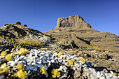 Felsgipfel Sentinel, Witsieshoek, Amphitheatre, Royal Natal, Drakensberge, uKhahlamba-Drakensberg Park, UNESCO Welterbe Maloti-Drakensberg-Park, KwaZulu-Natal, Südafrika
