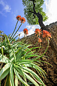 Blühende Aloe vera, Cathedral Peak, Mlambonja Wilderness Area, Drakensberge, uKhahlamba-Drakensberg Park, UNESCO Welterbe Maloti-Drakensberg-Park, KwaZulu-Natal, Südafrika