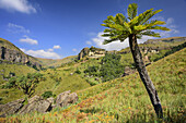 Tree fern, Doreen Falls, Cathedral Peak, Mlambonja Wilderness Area, Drakensberg, uKhahlamba-Drakensberg Park, UNESCO World Heritage Site Maloti-Drakensberg-Park, KwaZulu-Natal, South Africa