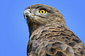 Tawny Eagle, Aquila rapax, Birds of Prey Sanctuary, Pietermaritzburg, KwaZulu-Natal, South Africa