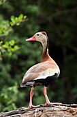 Black-Bellied Whistling-Duck - Camp Lula Sams - Brownsville, Texas USA.