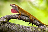 Carolina Anole (Anolis carolinensis) - Camp Lula Sams, Brownsville, Texas, USA.