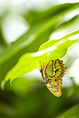 Malachite (Siproeta stelenes) butterfly. Butterfly garden. Hunawihr. Haut Rhin. Alsace. France.