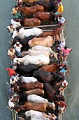 BANGLADESH, Dhaka: Bangladeshi cattle dealers transport cows in readiness for slaughter along a river in Dhaka, October 11, 2013, ahead of the Eid al-Adha Festival. Eid al-Adha, the biggest festive Muslim event, marks the end of the holy fasting month of 