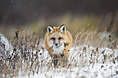'Red fox (Vulpes vulpes) walking towards in snow, Churchill, Canada. Winner ''arret sur Image'' festival Montier-en-Der, 2010.'