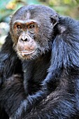 Chimpanzee (Pan troglodytes) portrait.