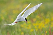 Arctic Tern (Sterna paradisaea) in flight with little fish in beak, with yellow flowers in background, Iceland.