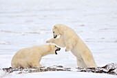 Two polar bears (Ursus maritimus) play fighting, Churchill, Hudson bay, Manitoba, Canada.