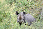 Black Rhinoceros (Diceros bicornis) standing between the bushes looking into the camera.