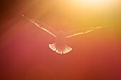 Herring gull (Larus argentatus) flying against sky with back light and sunset.