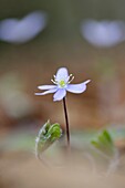 Anemone hepatica (Hepatica nobilis), Eurpean Liver Leaf, close-up on forestfloor with shallow depth of field, Haute Savoie, France.