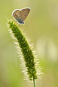 Common Blue (Polyommatus icarus) on a flower sp.