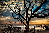 Giant driftwood trees are silhouetted by the sunrise on Driftwood Beach, Jekyll Island, Georgia, USA