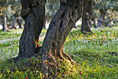 Aged olive tree