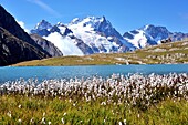 Mountain lake Lac du Goléon with cotton grass in the foreground and the mountain La Meije, Hautes-Alpes, French Alps, France.