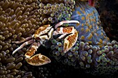 'porcelain crab, Neopetrolisthes maculatus, sifting plankton from seawate;Wall outside of Bat Cave, Russell Islands, Solomon Islands, Aboard Spirit of the Solomons Macro Shots with 60mm.'