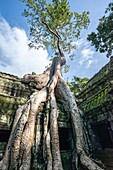 Giant tree roots (Tetrameles nudiflora) growing over a building at Ta Prohm temple, built in the Bayon style largely in the late 12th and early 13th centuries and originally called Rajavihara. Angkor Archaeological Park, Siem Reap Province, Cambodia, Sout
