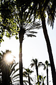 Palmen im Gegenlicht an der Promenade,  Malaga, Andalusien, Spanien