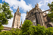 The cathedral with belltower in the historical centre, Seville, Andalusia, province Seville, Spain