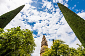 The belltower of the cathedral Mezquita-Catedral de Cordoba, framed by 2 cypresses, Cordoba, Andalusia, Spain