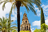 The belltower of the cathedral Mezquita-Catedral de Cordoba, framed by palmtrees and cypresses, Cordoba, Andalusia, Spain