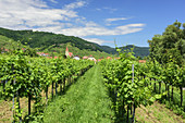 Weinberg mit Weißenkirchen im Hintergrund, Weißenkirchen, Wachau, Donauradweg, UNESCO Weltkulturerbe Wachau, Niederösterreich, Österreich