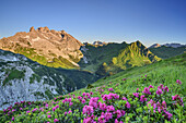 Alpine roses in blossom in front of Drei Tuerme and Drusenfluh in alpenglow, Bilkengrat, Raetikon trail, Raetikon, Vorarlberg, Austria