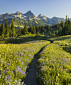 Tatoosh Range von Mazama Ridge, Mt. Rainier National Park, Washington, USA