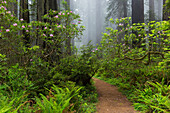Nebel, Damnation Creek, Rhododendron, Jedediah Smith Redwood State Park, Kalifornien, USA