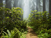Nebel, Redwoods, Rhododendron, Del Norte Coast Redwoods State Park, Damnation Creek, Kalifornien, USA