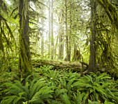 Hall of Mosses, Hoh Rainforest, Olympic National Park, Washington, USA