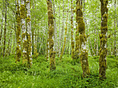 Hoh Rainforest, Olympic National Park, Washington, USA