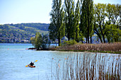 Bird sanctuary Mettnau near radolfzell at lake Zell, Lake Constance, Baden-Wurttemberg, Germany