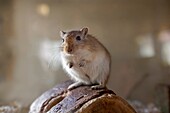 Gerbil desert rat sitting on a piece of wood.