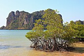 Thailand, Krabi, Railay, mangrove trees, landscape.