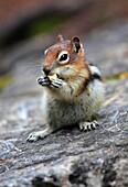 Canada, Alberta, Banff National Park, chipmunk, tamias,.