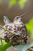 Anna´s Hummingbird sits on eggs in it´s nest. Southern california