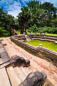 Polonnaruwa Ancient City, tourists at the Bathing Pool (Kumara Pokuna) of Parakramabahu´s Royal Palace, Sri Lanka, Asia.
