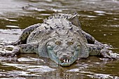 Crocodylus acutus. American crocodile. Rio Tarcoles. Costa Rica.