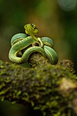 Bothriopsis bilineata. New born green pit viper on a tree. Venomous Snake (solenoglyphous) mostly nocturnal. French Guiana.
