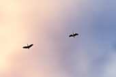 Storks in flight, Otero de Herreros, Segovia province, Castilla-Leon, Spain