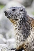 Alpine Marmot, Marmota marmota, Ecrins National Park, Lauvitel, Isere, Rhone Alpes, France.