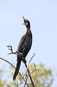 Little Cormorant (Phalacrocorax niger) perched on branch, yawning with bill open. Laem Pak Bia. Thailand.
